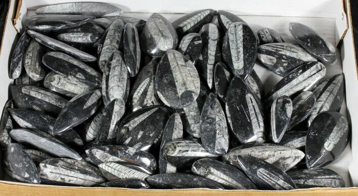 Lot - Polished Orthoceras (Cephalopod) Fossils #39227